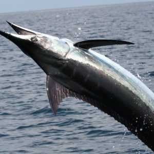 Pesce Spada